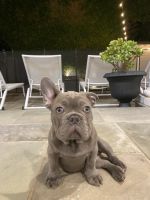 French Bulldog Puppies for sale in Beverly Hills, CA, USA. price: NA