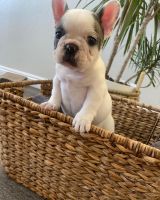 French Bulldog Puppies for sale in Colton, CA, USA. price: NA