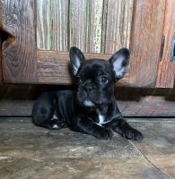 French Bulldog Puppies for sale in Copperas Cove, TX, USA. price: NA