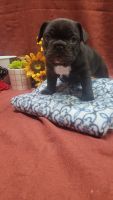 French Bulldog Puppies for sale in Kansas City, MO, USA. price: NA