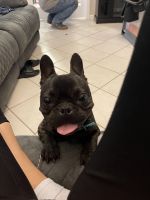 French Bulldog Puppies for sale in League City, TX, USA. price: NA