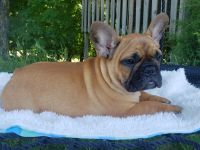 French Bulldog Puppies for sale in Taylorsville, KY 40071, USA. price: NA