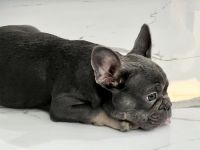 French Bulldog Puppies for sale in El Paso, TX, USA. price: NA