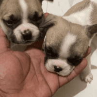 French Bulldog Puppies for sale in Ranchi, Jharkhand, India. price: 40000 INR