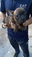 French Bulldog Puppies for sale in Amritsar, Punjab, India. price: 15000 INR