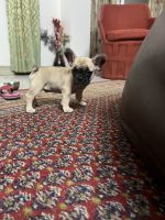 French Bulldog Puppies for sale in Udaipur, Rajasthan, India. price: 25 INR