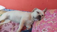 French Bulldog Puppies for sale in Shivaji Nagar, Bengaluru, Karnataka, India. price: 15000 INR