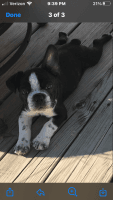 French Bulldog Puppies for sale in Altoona, KS 66710, USA. price: NA