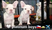 French Bulldog Puppies Photos