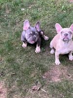French Bulldog Puppies for sale in Clayton, NJ 08312, USA. price: NA