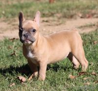 French Bulldog Puppies for sale in Royse City, TX, USA. price: NA