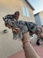 French Bulldog Puppies for sale in Mesa, AZ, USA. price: NA
