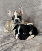 French Bulldog Puppies for sale in Amberg, WI 54102, USA. price: NA