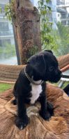 French Bulldog Puppies for sale in Miami, FL, USA. price: NA