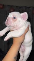 French Bulldog Puppies for sale in Riverside, CA, USA. price: NA