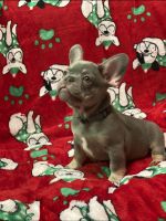 French Bulldog Puppies for sale in Colleyville, TX 76034, USA. price: NA