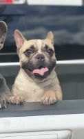 French Bulldog Puppies for sale in Atlanta, GA 30331, USA. price: NA