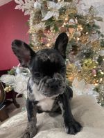 French Bulldog Puppies for sale in Hialeah, FL, USA. price: NA