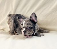 French Bulldog Puppies for sale in Staten Island, NY, USA. price: $3,500