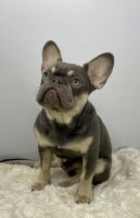 French Bulldog Puppies for sale in Seattle, WA, USA. price: $2,200