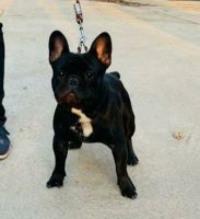 French Bulldog Puppies for sale in Hyderabad, Telangana, India. price: 50000 INR