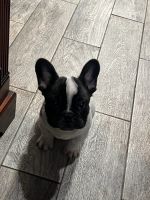 French Bulldog Puppies for sale in Manchester, NH 03102, USA. price: NA