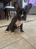 French Bulldog Puppies for sale in Palm Desert, CA, USA. price: NA