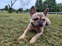 French Bulldog Puppies for sale in Lexington, NC 27295, USA. price: NA