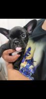 French Bulldog Puppies for sale in Cape Terrace NW, Port Charlotte, FL 33952, USA. price: NA