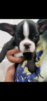 French Bulldog Puppies for sale in Cape Terrace NW, Port Charlotte, FL 33952, USA. price: NA