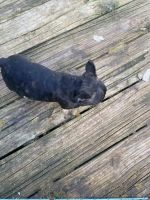 French Bulldog Puppies for sale in Navasota, TX 77868, USA. price: NA
