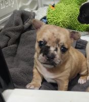 French Bulldog Puppies for sale in Fort Myers, FL, USA. price: NA