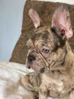 French Bulldog Puppies for sale in New York, NY 10018, USA. price: NA