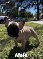 French Bulldog Puppies for sale in West Covina, CA, USA. price: $2,500
