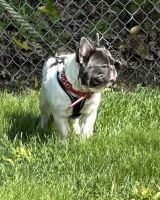 French Bulldog Puppies for sale in Poughkeepsie, NY, USA. price: $4,000