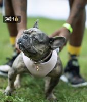 French Bulldog Puppies for sale in Fort Washington, MD, USA. price: NA