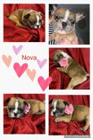 French Bulldog Puppies for sale in Williamsburg, KY 40769, USA. price: NA