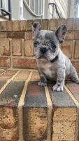 French Bulldog Puppies for sale in Atlanta, GA, USA. price: $10,000