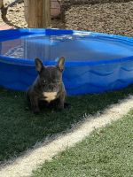 French Bulldog Puppies for sale in Palm Desert, CA 92260, USA. price: $3,500