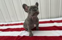 French Bulldog Puppies for sale in Coral Gables, FL, USA. price: $2,800