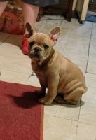 French Bulldog Puppies for sale in Paramount, CA, USA. price: $1,500