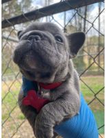 French Bulldog Puppies for sale in Atlanta, GA, USA. price: $5,000