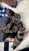 French Bulldog Puppies for sale in Paso Robles, CA 93446, USA. price: $3,000