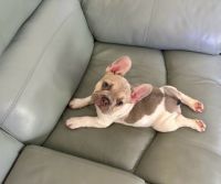 French Bulldog Puppies for sale in Wilmington, NC 28412, USA. price: NA