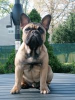 French Bulldog Puppies for sale in Colonia, NJ 07067, USA. price: $1,500
