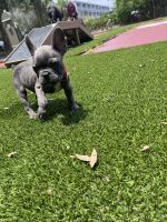 French Bulldog Puppies for sale in Altamonte Springs, FL 32714, USA. price: NA