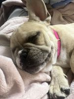 French Bulldog Puppies for sale in Garland, TX, USA. price: $2,300