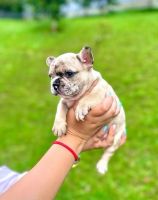 French Bulldog Puppies for sale in New York, NY, USA. price: $5,000