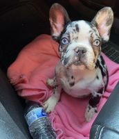 French Bulldog Puppies for sale in Phoenix, AZ, USA. price: $4,000