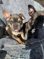 French Bulldog Puppies for sale in Sacramento, CA, USA. price: $1,200
